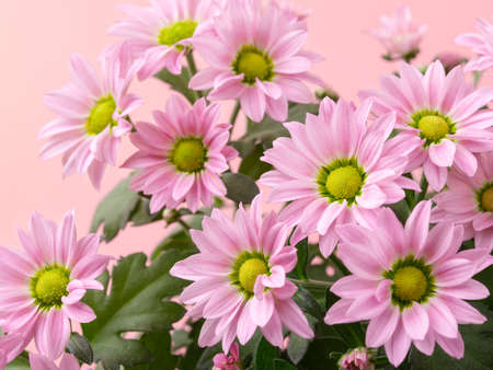 Light pink flower heads of potted mums or chrysanthemum morifolium against pastel pink background....