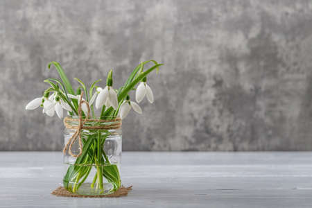 White fragile snowdrops in a glass jar with bow against gray background. Small beautiful bouquet of the first spring flowers Galanthus Nivalis. Vintage spring greeting card. Copy space. Front view.の写真素材