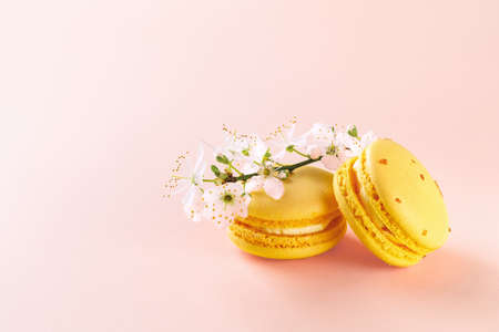Two yellow macaroons and spring cherry blossom flowers on a pastel pink background with copy space....