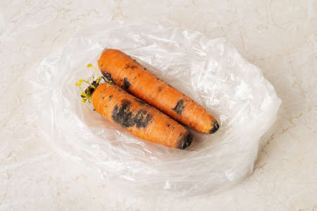 Black mold stains on two raw carrots in a plastic bag on a kitchen table. Fungal mold on rotten carrots. Spoiled fruits and vegetables. Food forgotten in the fridge. Biodegradable food waste. Close-up.の写真素材