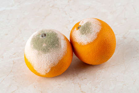 Two rotten oranges covered with white green mold on a kitchen table. Fungal mold on rotten citrus. Spoiled fruits and vegetables. Food forgotten in the fridge. Biodegradable food waste. Close-up.の写真素材