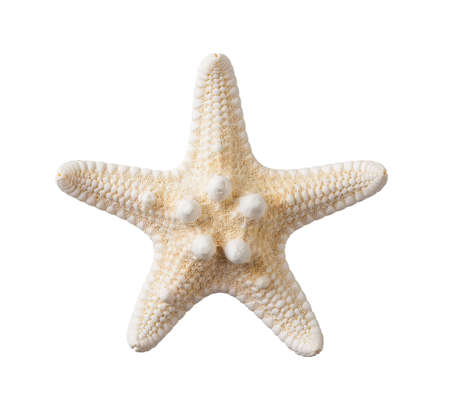 Knobby starfish isolated on a white background. One dried five finger fish or sea star macro. Summer vacations and sea holidays design element for greeting card, postcard and banner. Top view.の写真素材