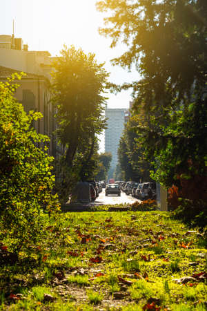Narrow city street with yellow green trees and many cars parked on the roadside on a sunny autumn day. Calm warm october day. Dry leaves on the lawn. Dimension perspective. Vertical frame. Seasonal.の写真素材