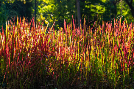 Ornamental Japanese blood grass or Imperata cylindrica 'Rubra' backlit with evening sun outdoors. Beautiful perennial plant with bright red spikes fade to green for gardens and landscape design. Front view.の写真素材