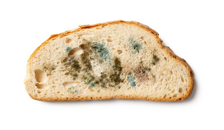 Slice of spoiled bread isolated on a white background. Wheat bread piece with various kinds of mold...