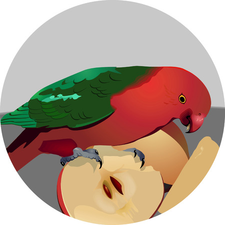 Parrot having apple のイラスト素材