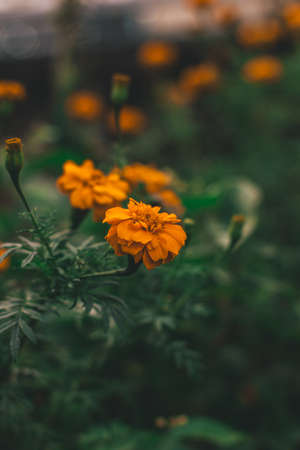 Flower in fieldの写真素材