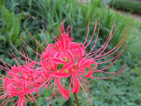 Amaryllisの写真素材