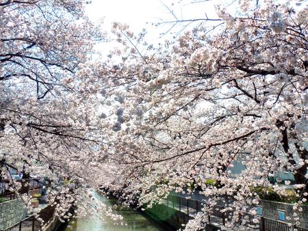 Cherry blossoms in full bloomの写真素材