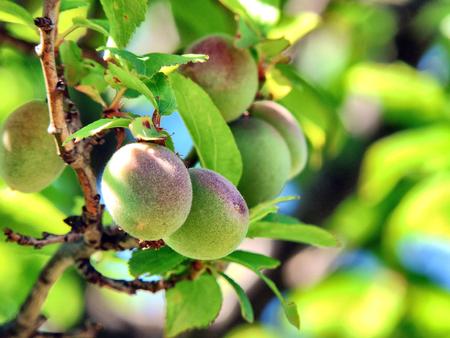 Green plumの写真素材