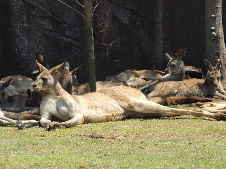 Kangaroos resting in the shadeの写真素材