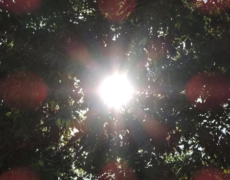 Sunshine through the leavesの写真素材