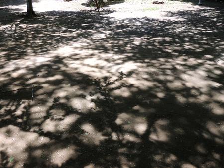 Shadows of the trees on the ground in the Parkの写真素材