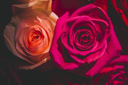 Red and pink roses. Floral background. Flowers closeup.の写真素材