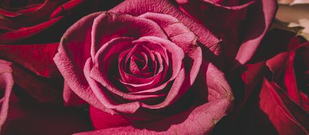 Red and pink roses. Floral background. Flowers closeup.の写真素材