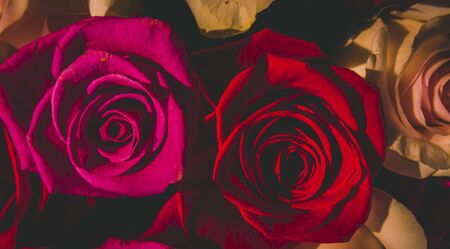 Red and pink roses. Floral background. Flowers closeup.の写真素材