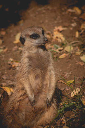 Portrait of Meerkat Suricata suricatta, African native animal, small carnivore belonging to the mongoose family. meerkat is on guard on thhille.の写真素材