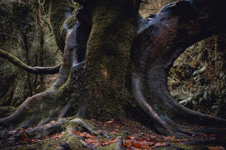 Mighty roots of a majestic old beech tree in a deciduous dark forestの写真素材
