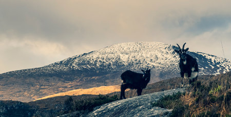 Mountain family goats in the Ireland mountainの写真素材