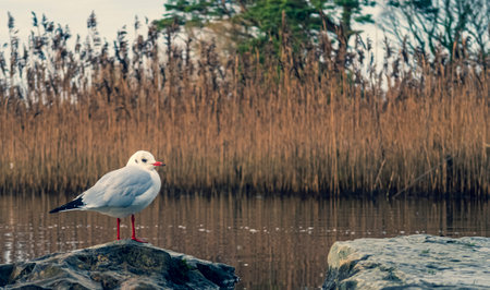 The seagull sits on a stone and there is a fern in the backgroundの写真素材
