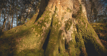 Mighty roots of a majestic old beech tree in a deciduous forest with beautiful lightの写真素材