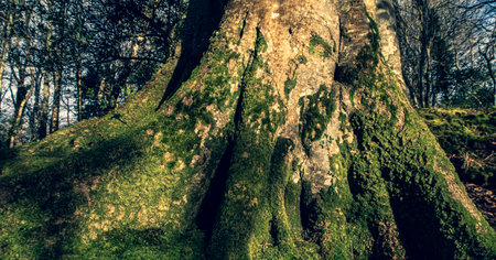 Mighty roots of a majestic old beech tree in a deciduous forest with beautiful lightの写真素材