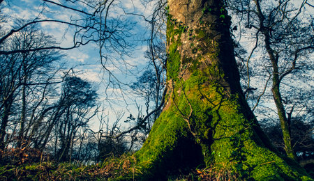 Mighty roots of a majestic old beech tree in a deciduous forest with beautiful lightの写真素材