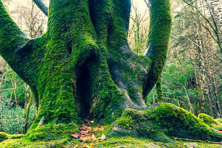 Mighty roots of a majestic old beech tree in a deciduous forest with beautiful lightの写真素材