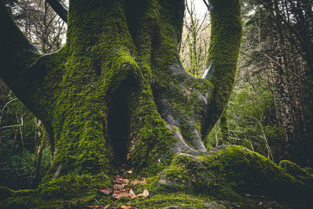 Mighty roots of a majestic old beech tree in a deciduous forest with beautiful lightの写真素材