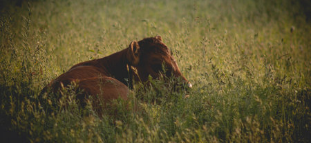 Beautiful and cute calf in the meadow.の写真素材