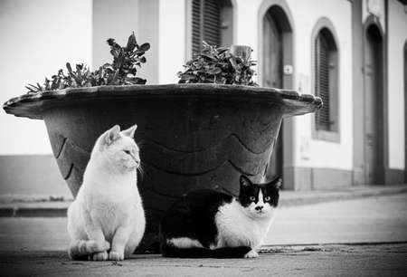 Nice cats on the street. Cats pose.