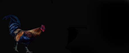 rooster on abstract background. isolated. red comb.の写真素材
