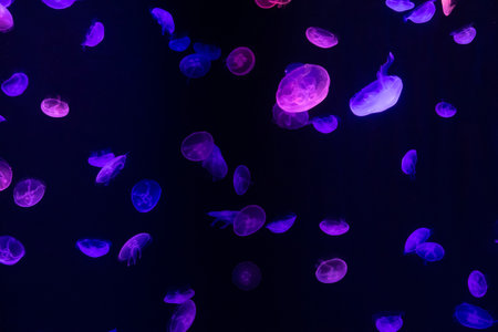 many colored jellyfish on black background swimming elegantly in water.