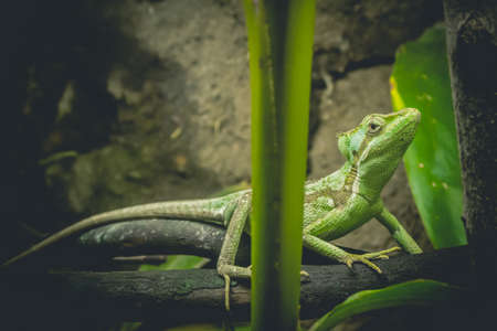 Iguana're looking for prey to feed on the tree.の写真素材