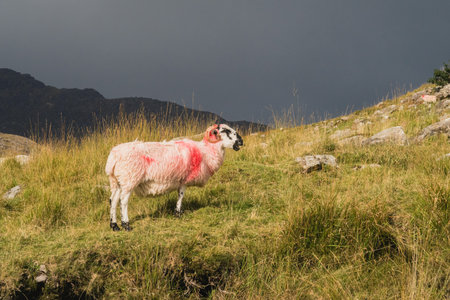 Flock of staring sheep (ewe) on beautiful green grass mountain meadow in Irelandの写真素材