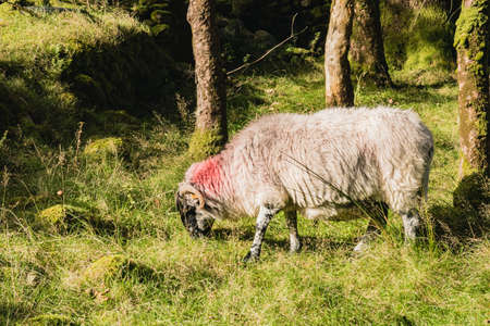 Flock of staring sheep (ewe) on beautiful green grass mountain meadow in Irelandの写真素材