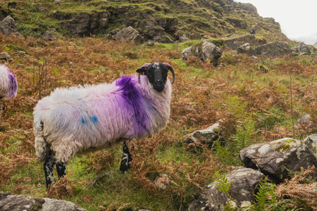 Flock of staring sheep (ewe) on beautiful green grass mountain meadow in Irelandの写真素材