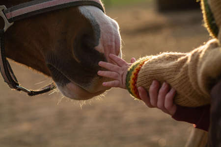 kid hand b rown caressing horse closeup.の写真素材