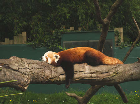 Red or lesser panda Ailurus fulgens is resting on a tree.の写真素材
