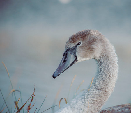A portrait of a cygnet; a young swan..