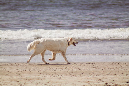 dog on beach, dog play