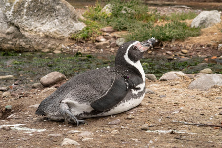 Humboldt penguin (Spheniscus Humboldt) in a zooの写真素材