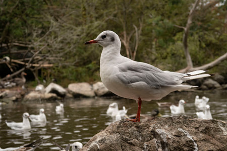 seagull waiting for warmth and summerの写真素材