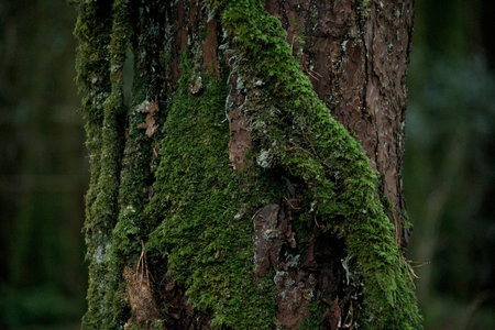 forest mystical background cracked tree bark covered with bright green mossの写真素材
