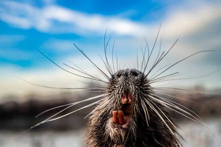 Close up of a river Nutrias faceの写真素材