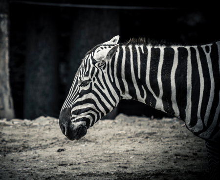 Black and White Stripes. Zebra profile and close up.