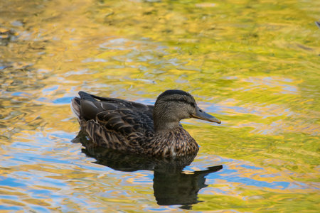 Mallard duck swimming in the water. Shallow depth of field.の写真素材