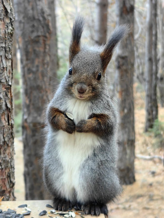 A squirrel sits on a feeder with sunflower seeds in its pawsの写真素材