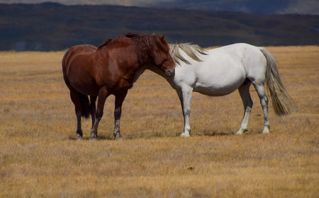 Two horses grazing in the prairie.の写真素材