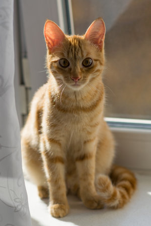 Cute ginger kitten sitting on the windowsill and looking at the cameraの写真素材
